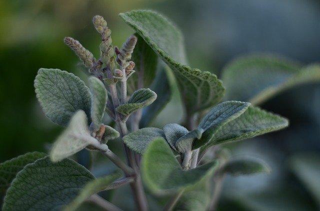 A rhyming plant won’t tell you how to catch a cold, but it can help with it