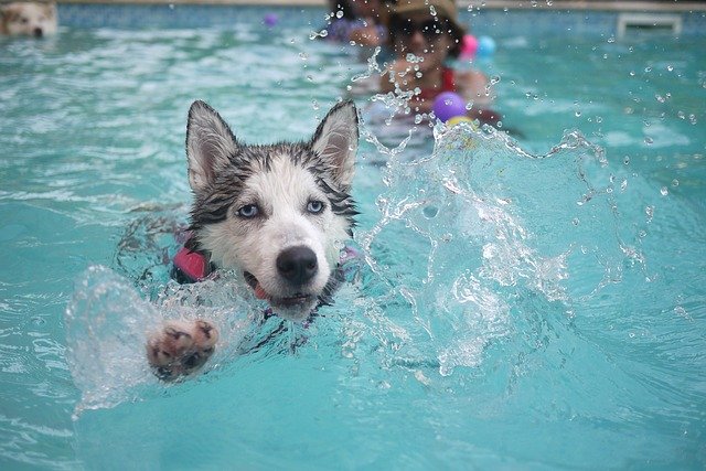 With just a moment’s carelessness, pool water is full of dirt