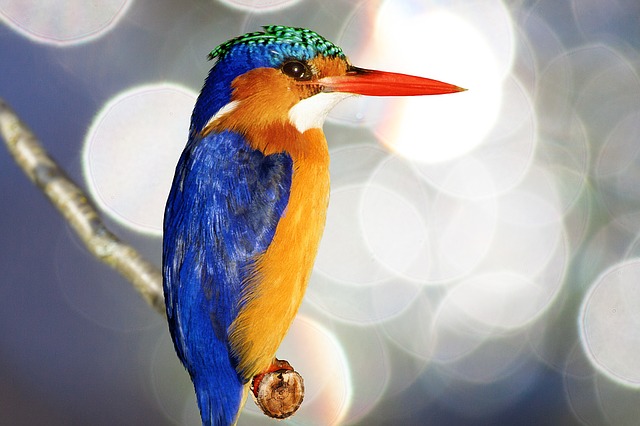Animals are beautiful